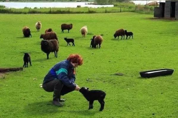 荷兰美丽而神秘的羊角村,羊角村荷兰最受欢迎小镇