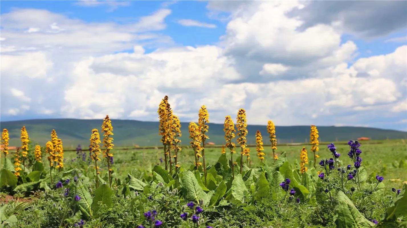 美不胜收的红原大草原,最美蓝天白云大草原