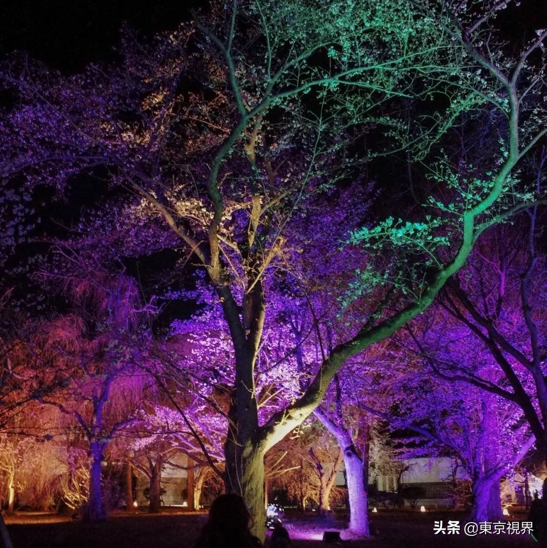 我在京都，攒下一整个春日的绝美樱色送给你。