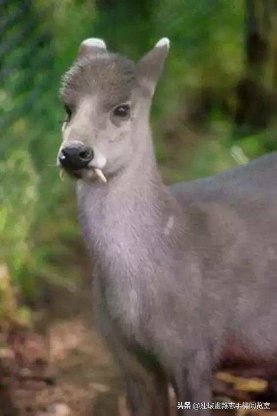 这60种罕见动物你见过几个,60种灭绝的动物