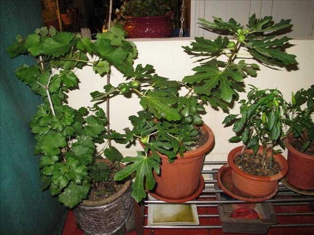 怎么用无花果的枝条种无花果树,喜欢吃无花果什么原因