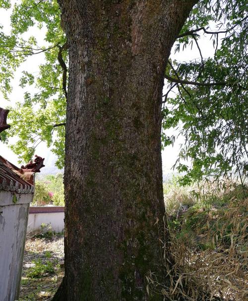 枫香树皮与路路通功效是一样吗,路路通是枫香树果吗
