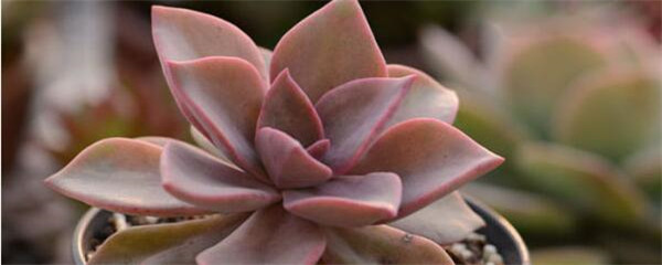 初恋多肉多少度耐寒,初恋多肉和胧月区别