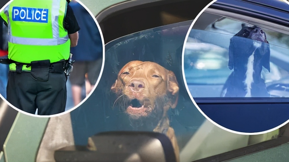 狗狗中暑放在空调房降温可以吗,狗狗中暑救完后再怎么处理