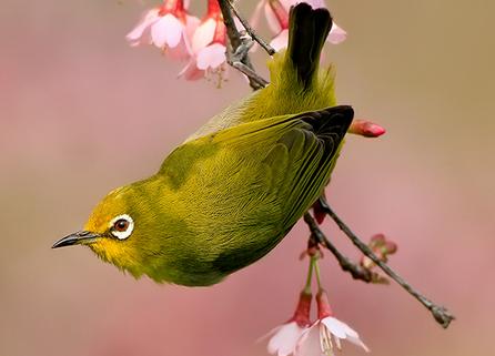 美丽的绣眼鸟,没有眼圈的绣眼鸟