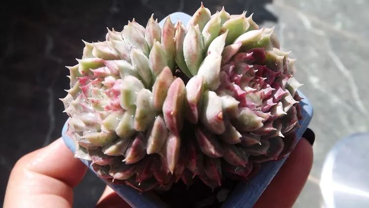 爱机车,爱多肉,宝妈花姐的诗和远方