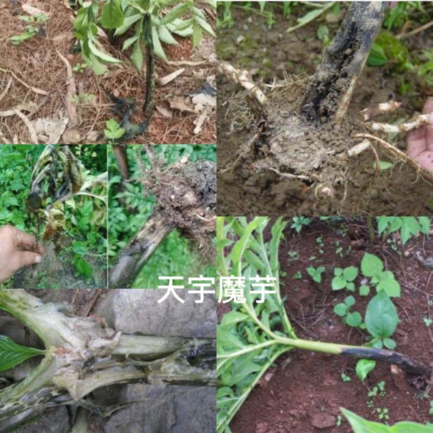 魔芋的病虫害用何种农药,魔芋虫害