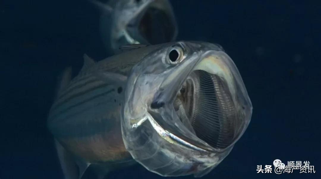 春节必买的海鲜,一年四季海鲜怎么选