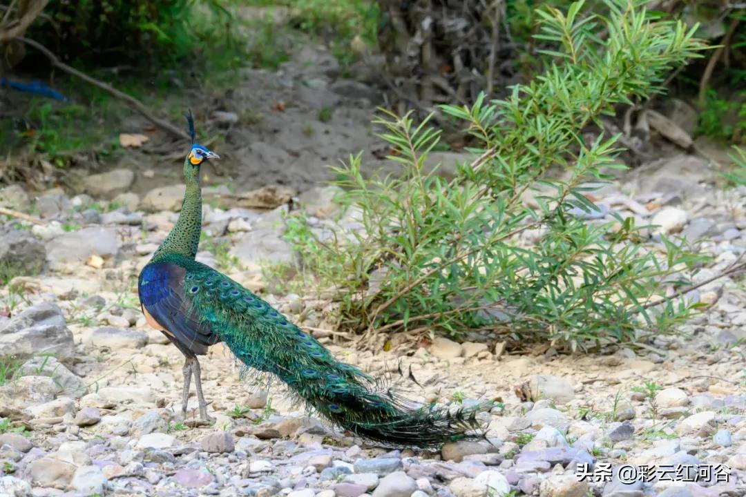 中国云南哪里好看,云南的云彩为什么好看