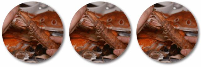 蹇呭悆鐢熻殱鑷姪鎺ㄨ崘,骞夸笢鐢熻殱鍒鸿韩鑷姪