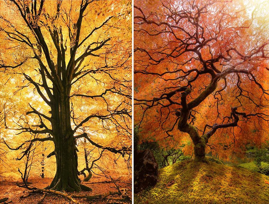 儿童画好大一棵树,我心中的一棵树儿童画