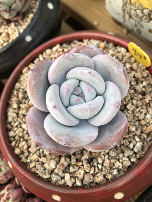 惊艳的韩国多肉,让人震撼的多肉