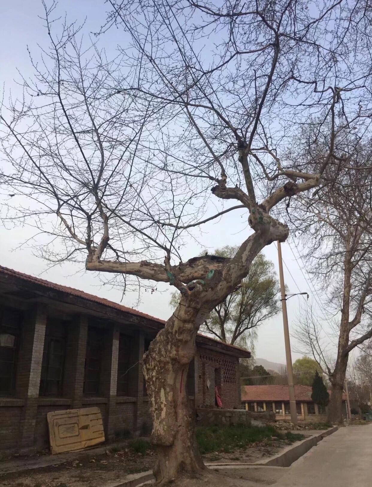 西北第一枪贺丰小说,西北第一枪厂介绍