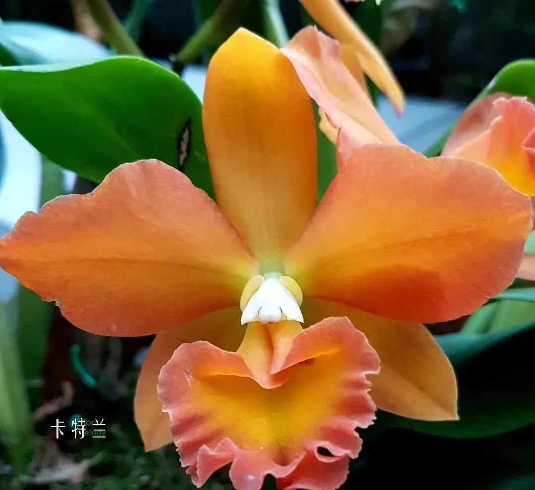 花店里同款的两种不同价格的花材,花店最容易被顾客误解的几种花材