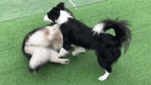 狗狗如何用耳朵与周围的世界交流？