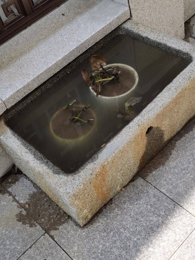 紫清山房琐记（135）栽种睡莲