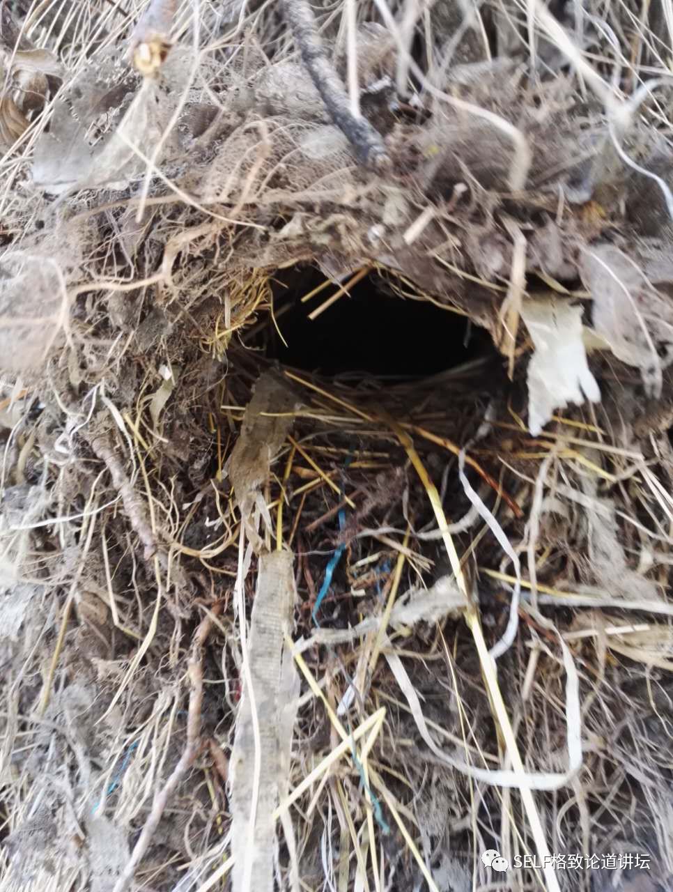 科学家如何观察植物,鸟类的研究方法