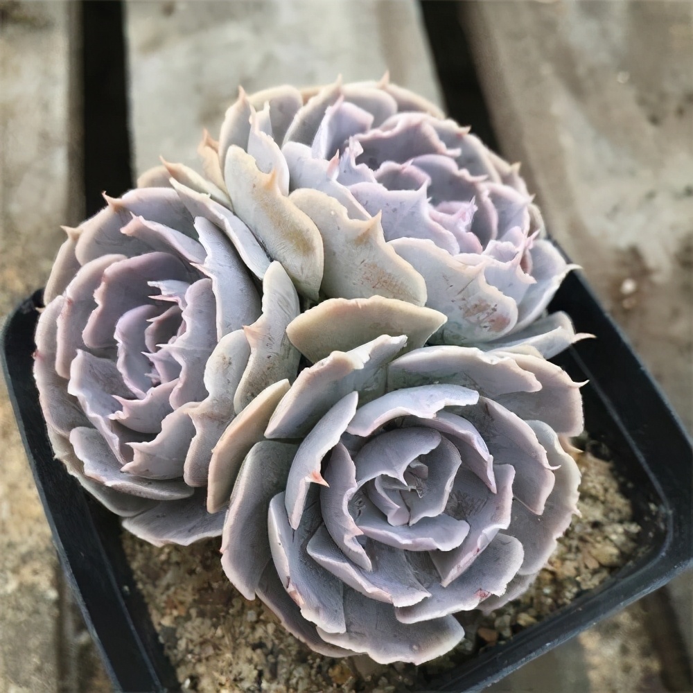 推荐几个玫瑰形的多肉植物,最像玫瑰花的8款多肉