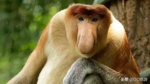 这个国家超过一半人会说中文,海鲜白菜价,简直秒杀泰国!