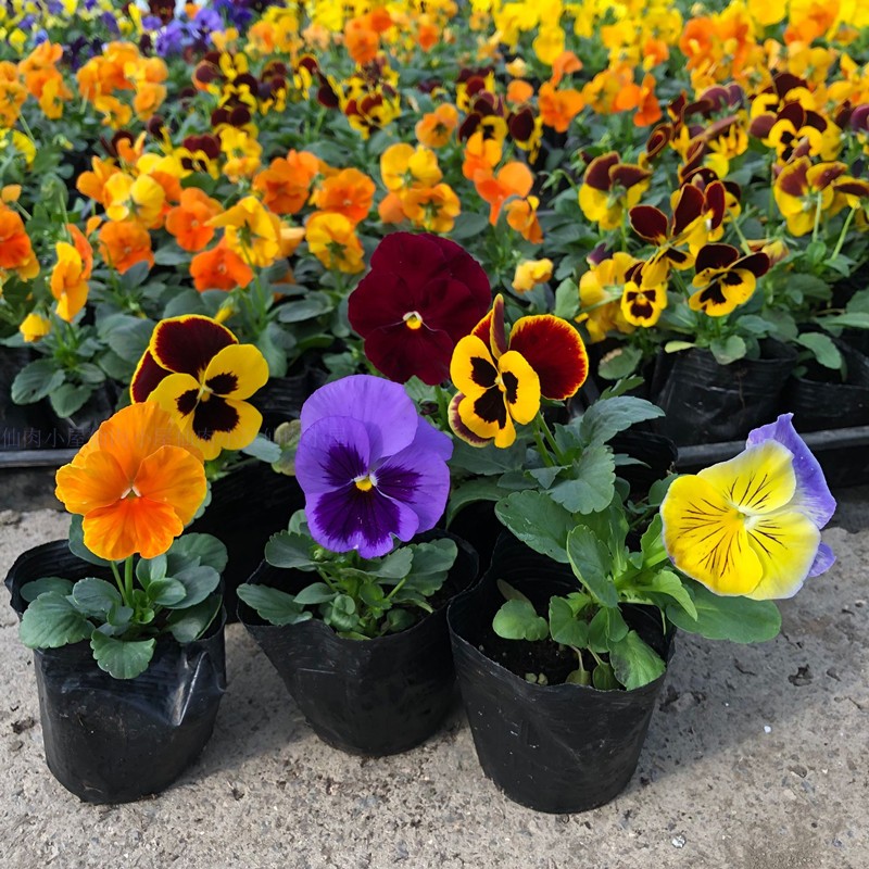 涓夌鑺卞ソ鐪嬪ソ鍏诲張濂介椈,涓夌鑺卞啀婕備寒涔熶笉瑕佸吇