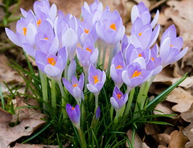 藏红花开花样子,藏红花有开黄色的花吗