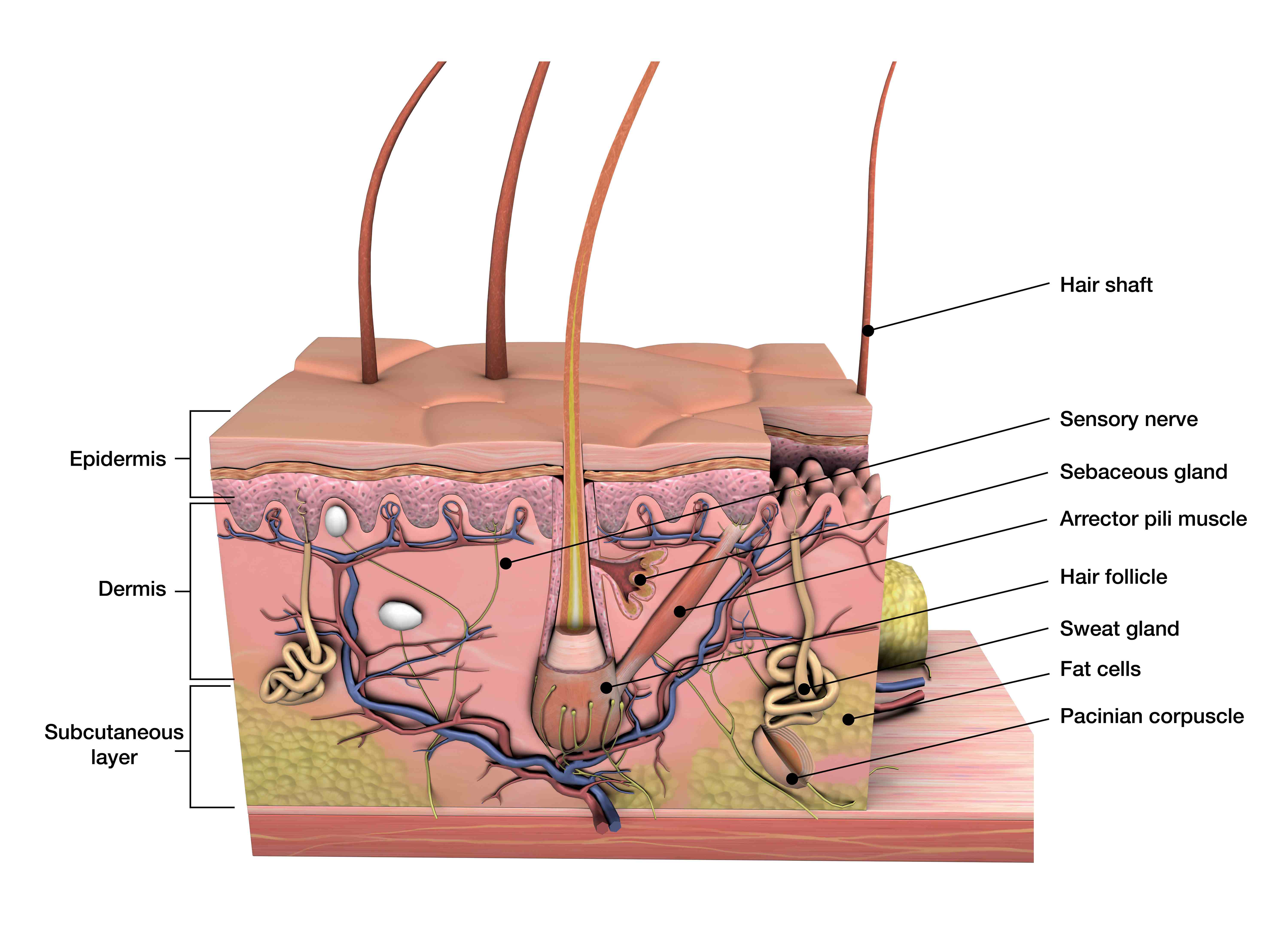 皮肤瘙痒影响夫妻感情？来呀，互相挠背呀