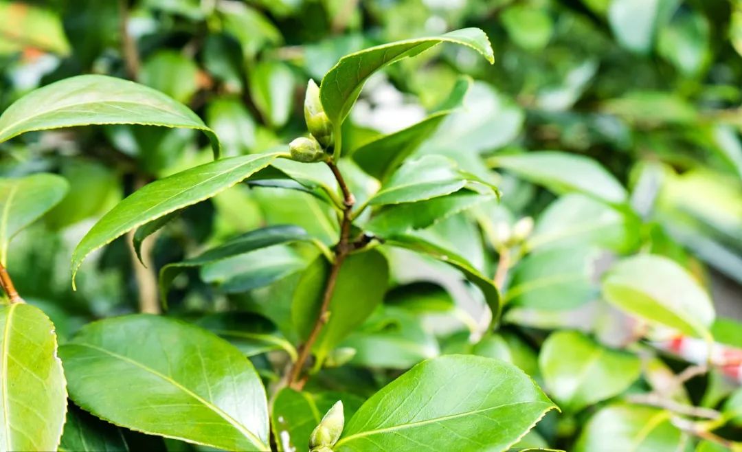懒人山茶花,山茶花日常