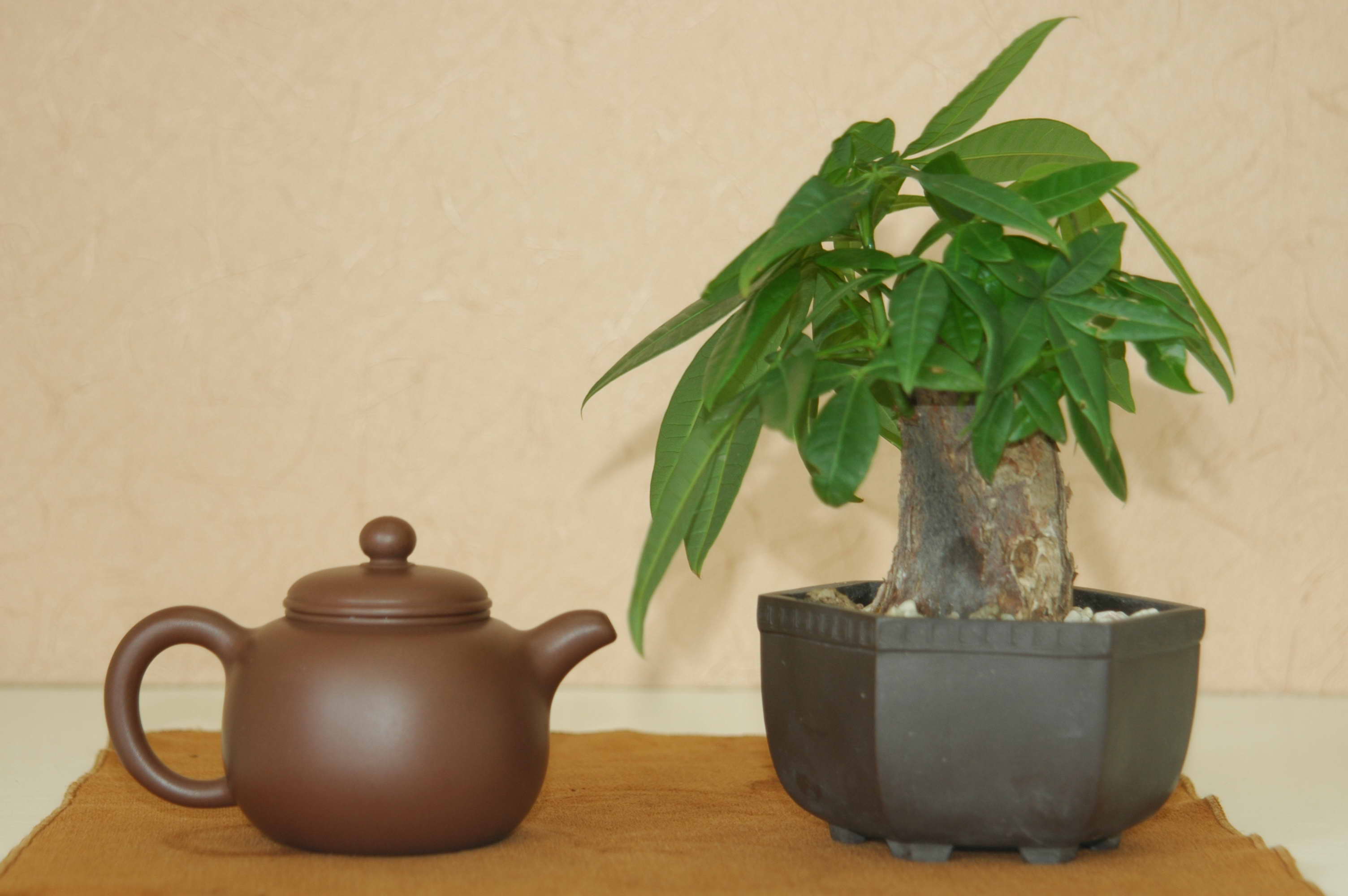 海岛龙船花室内养护,龙船花绿植盆栽怎么养