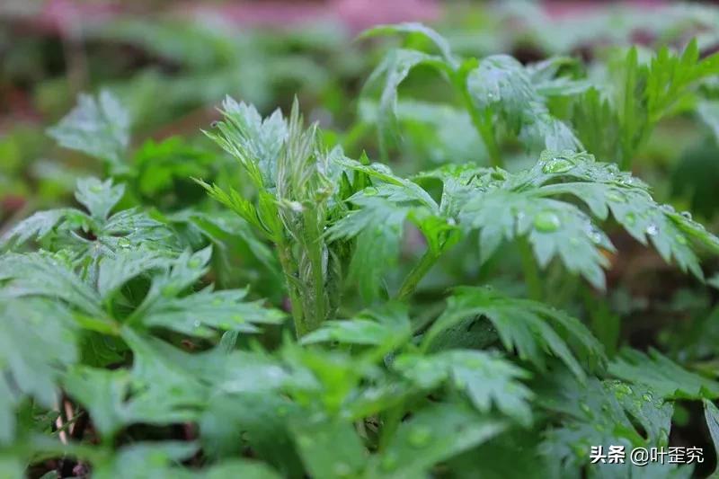 山前青青野艾草，你家门前插几枝？