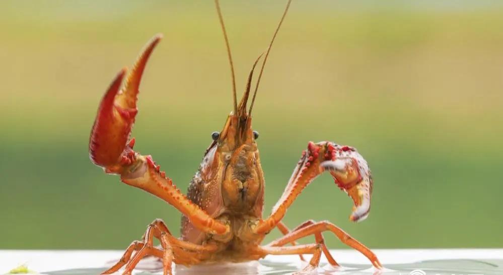 小型工厂化养殖小龙虾,小龙虾饲养家庭