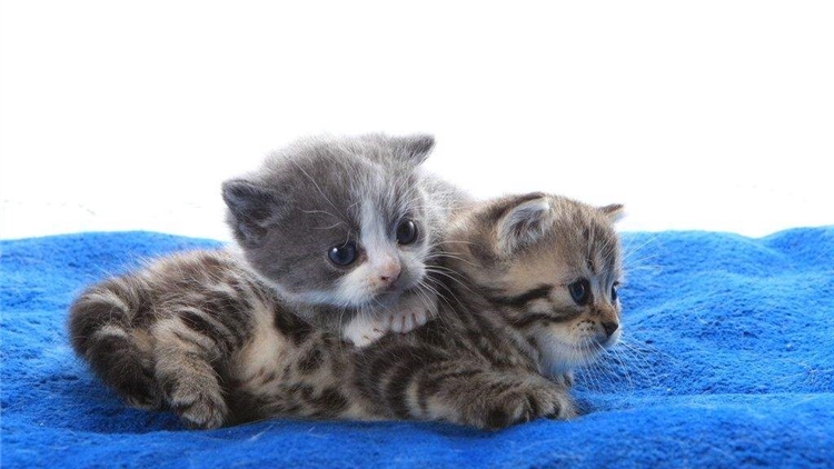 猫咪为什么经常带攻击性,猫咪为什么会有异食