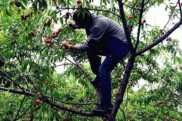 景点桃花园,美丽的桃花源