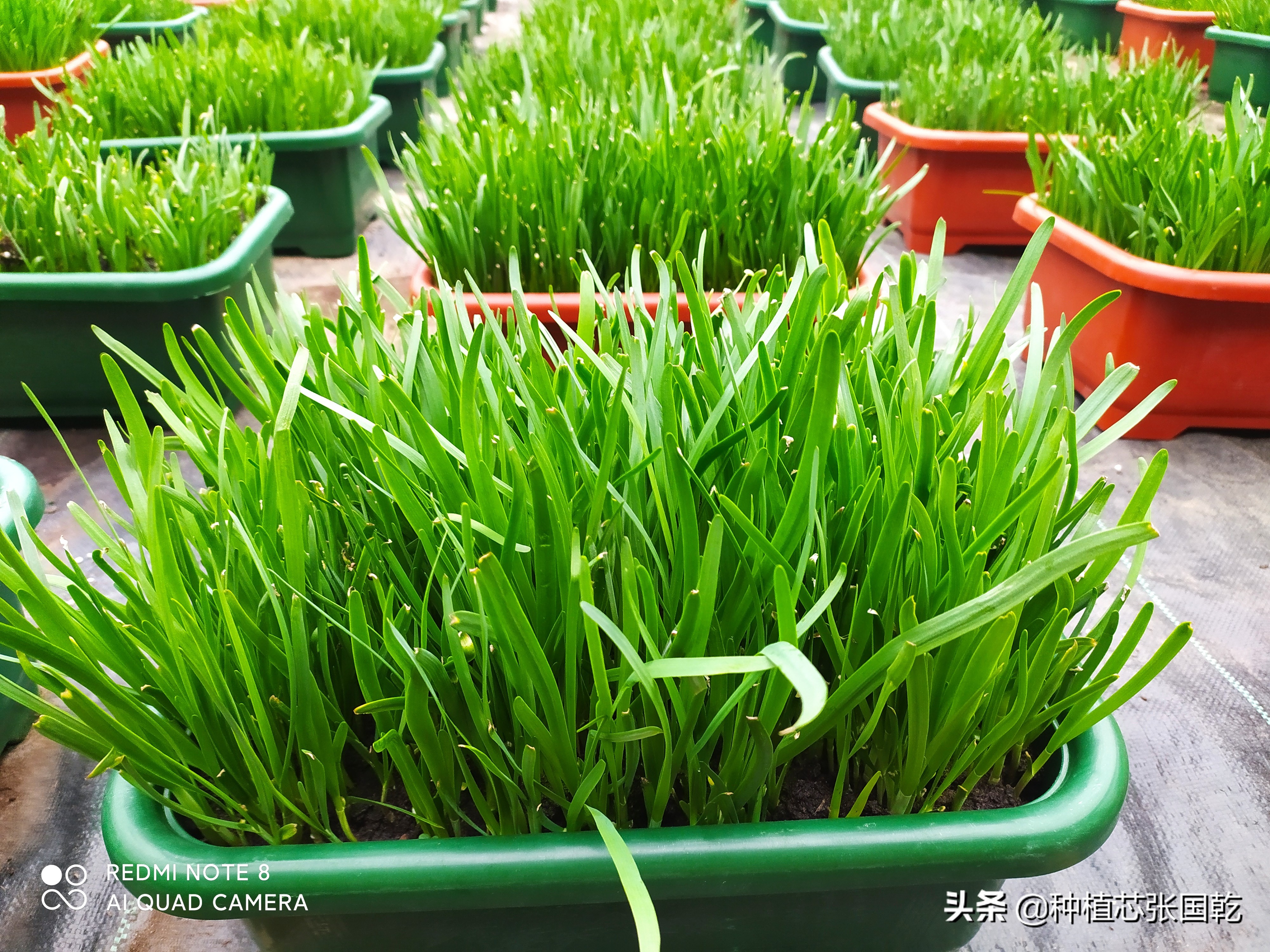 韭菜种植设计图,韭菜创意种植