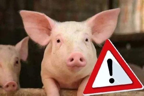 养猪人快来看，这里有非洲猪瘟的5个预防方案！