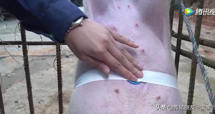 小猪脐疝怎么治疗最好,小猪脐疝怎么做手术