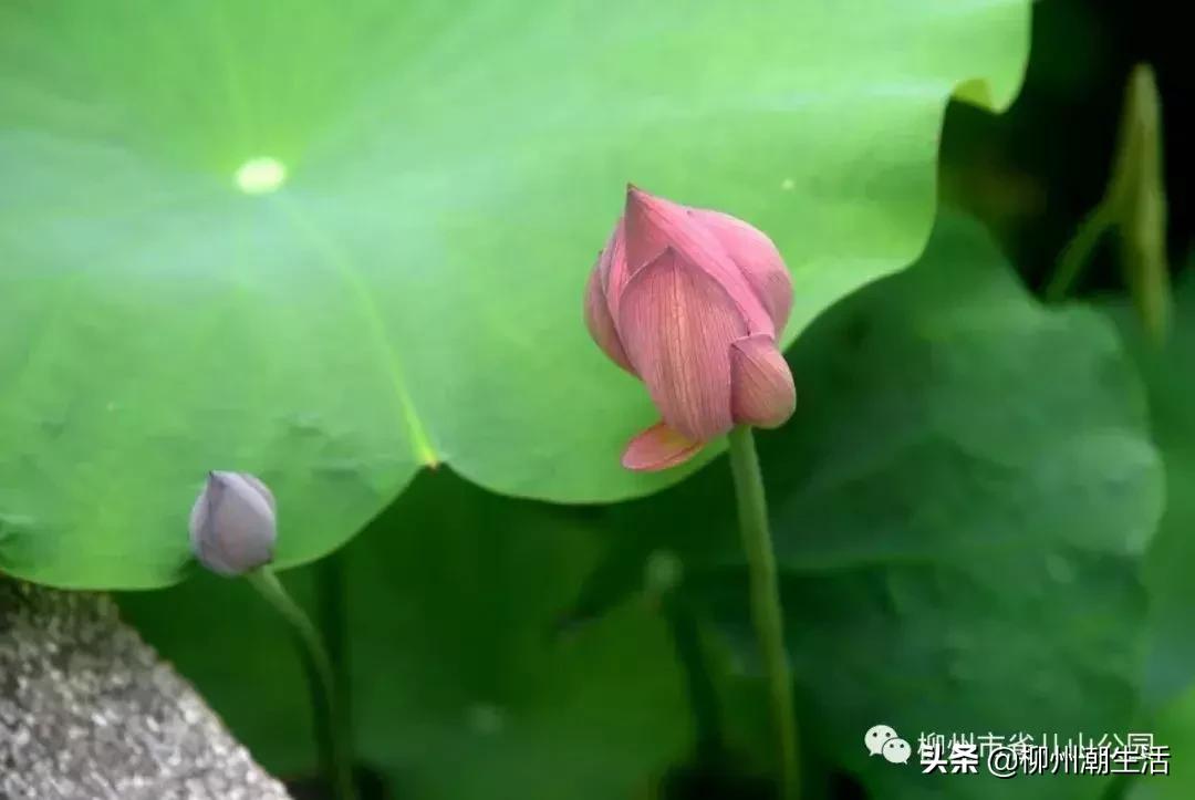 柳州哪里有免费花海,柳州花海紫荆花真实视频