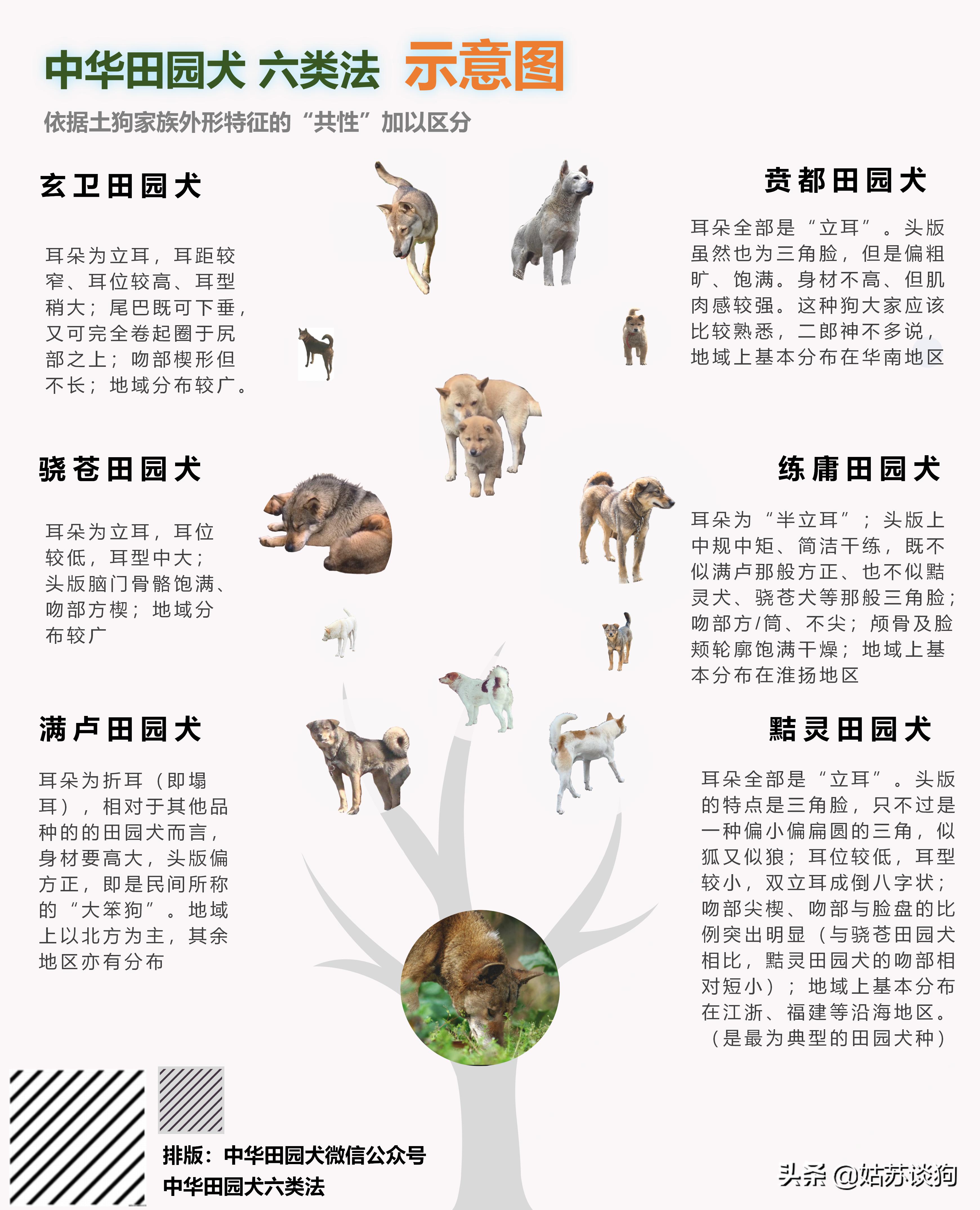 土狗毛多的好还是毛少好,农村土狗为什么越来越少