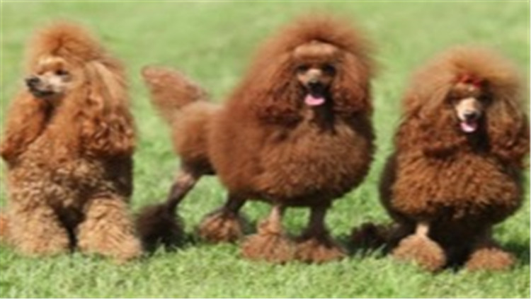 贵宾犬智商相当于人的几岁,贵宾犬智商高吗