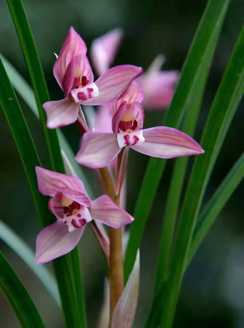 春兰蕙兰冬天出的新苗需要留吗,带花苞春兰蕙兰冬季光照
