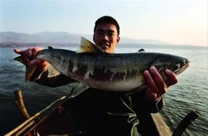 大马哈鱼肉饺子,鲜大马哈鱼做饺子