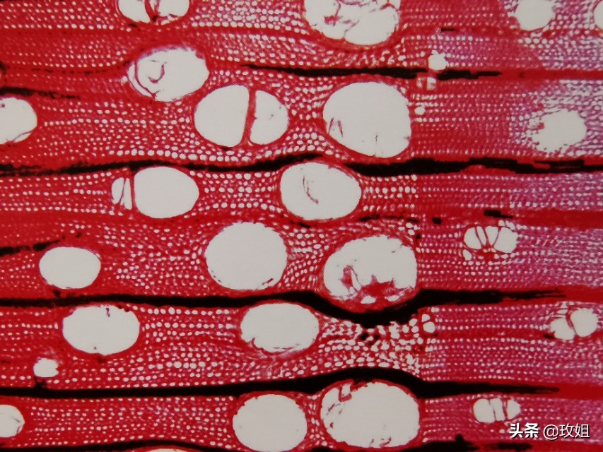 楠木枣图片,山枣啥值钱