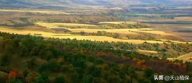 伊犁可克达拉草原,伊犁草原之旅