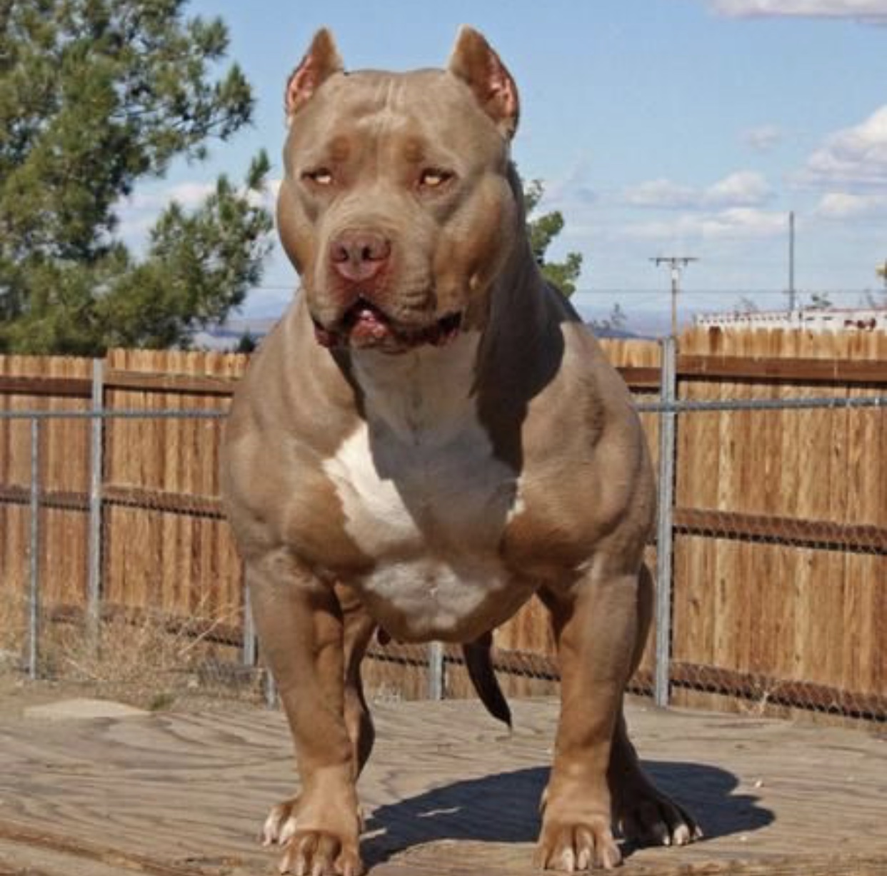 比特犬怎样训练,比特犬要怎么训练