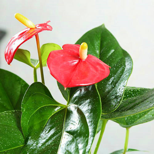 生长旺盛的红掌叶绿如新,红掌花茂盛