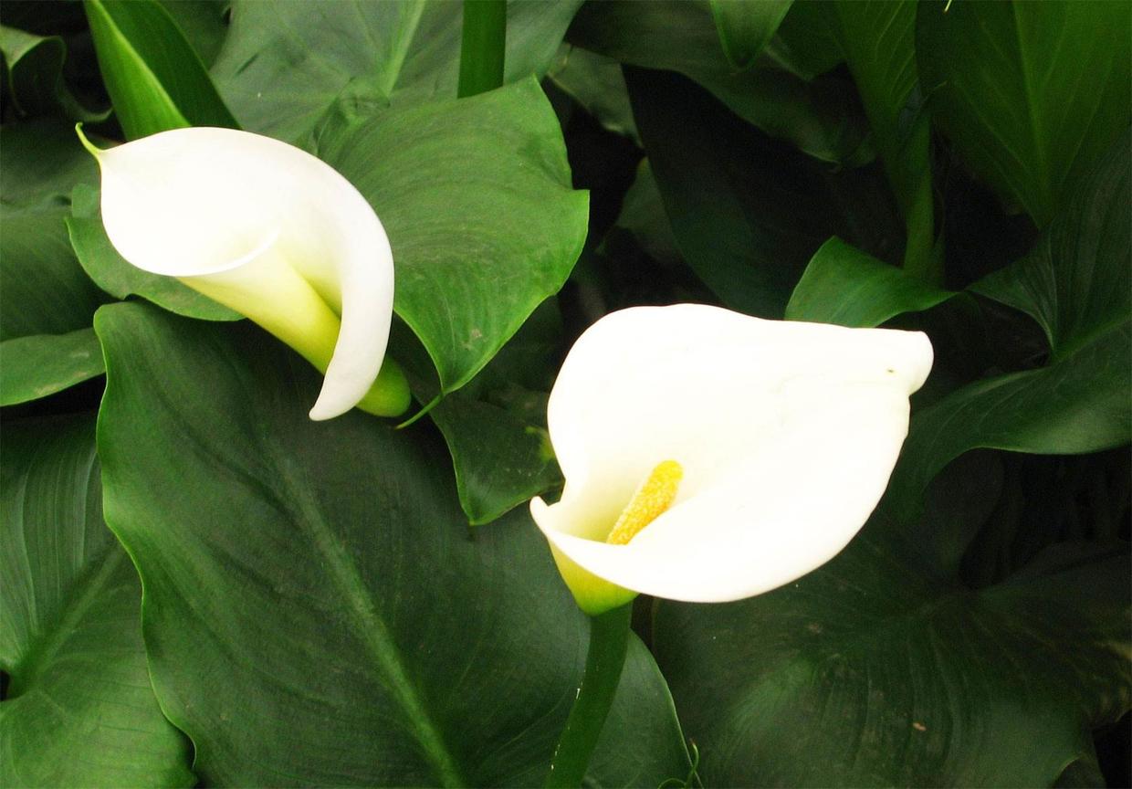 马蹄莲冬天最低温度几度,彩色马蹄莲冬季怎么养护