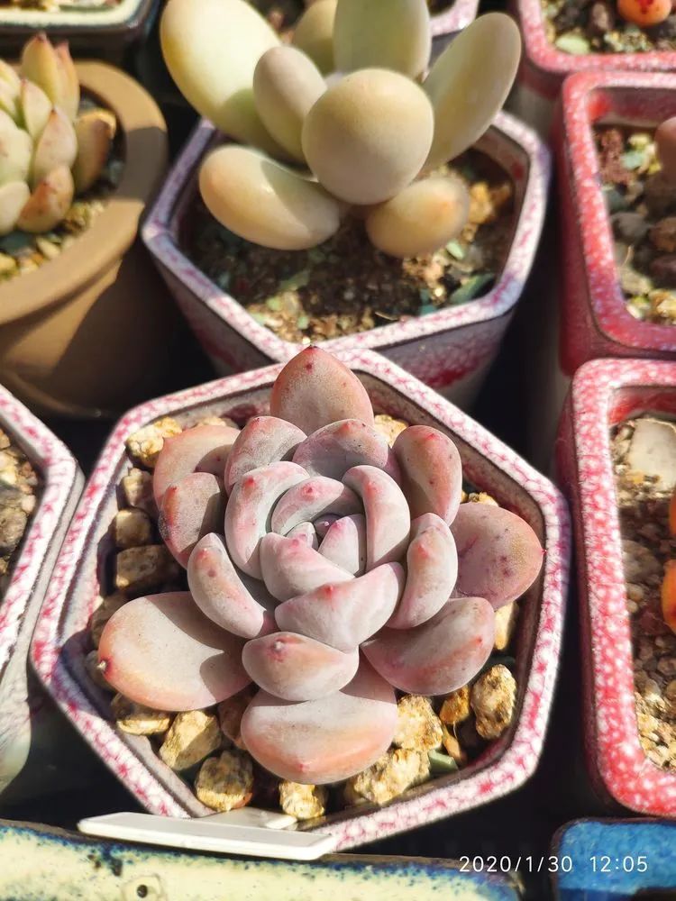 多肉不适合新手养,多肉入坑到什么程度好