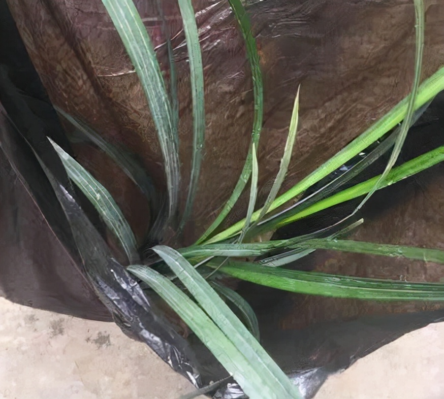 老姐在菜市场“捡漏”，买一株150元的兰花，看到后我一身大汗