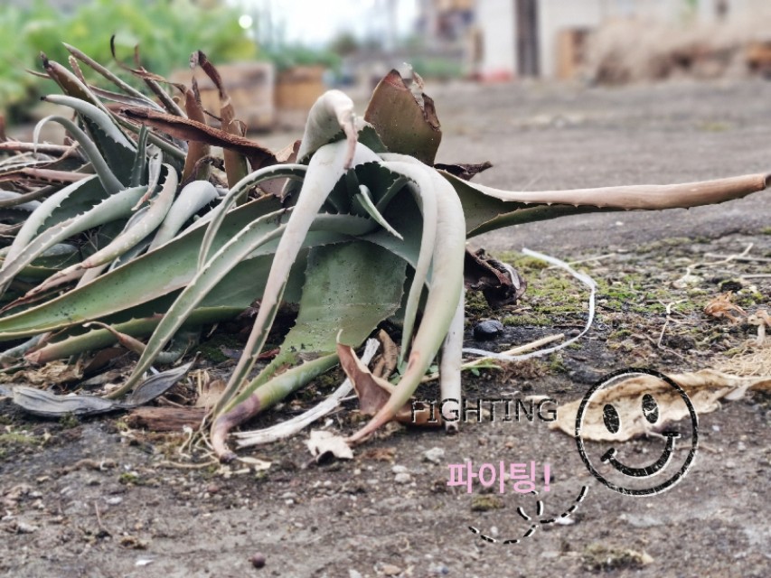 一部手机拍大片视频,一部手机就可以拍出大片