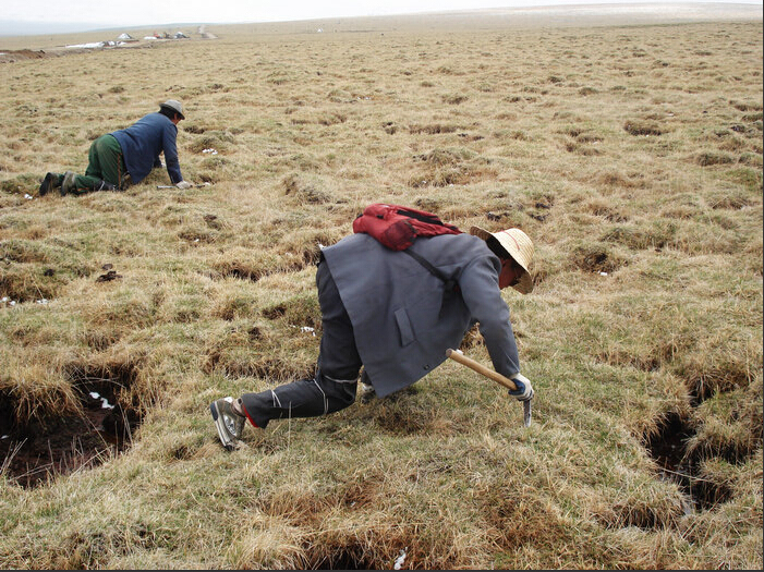 冬虫夏草与别的药物有冲突吗,冬虫夏草跟虫有什么瓜葛
