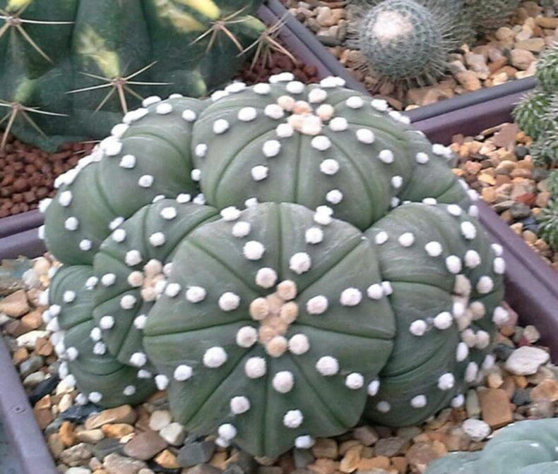 仙人球出现烂洞怎么处理,仙人球头顶上开始烂了怎么办